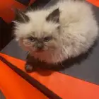 قط همالايا ذكر