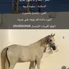 مهره شعبيه للبيع