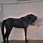 حصان للبيع