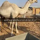 اللبيع ابل عشاير وخفوت