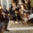 صوص بلدي شهرين