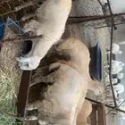 طليان للضيفة فل شحم ولحم