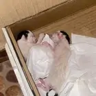 قطط صغيرة للتبني عمرها اسبوع ونص