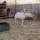 دافع طيبه
