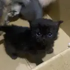 قطط لون اسود بيع
