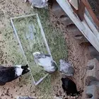 ارانب منتجه