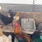 دجاج