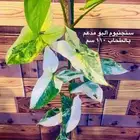 نباتات ظل داخلية منوعة