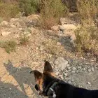 كلب جيرمن شيبرد