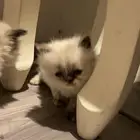 قطه انثى للبيع