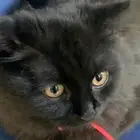 قطه للتبني
