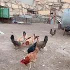 للبيع دجاج بلدي حضان الي يبي شي طيب
