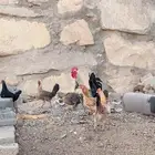 للبيع دجاج بلدي حضان
