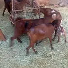 تيوس مغلقه شحم ومقروضه