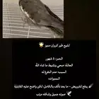 طير كروان