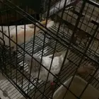 حمام بكستاني و تركي