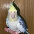 كوكتيل كروان
