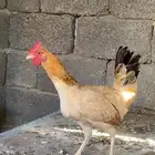 دجاج تم البيع