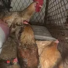 دجاج للبيع مستعجل ديك