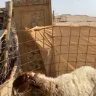 شاه نعيمي  كفوا