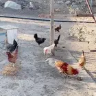 دجاج بلدي حضان