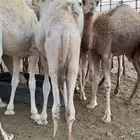 قعدان مفاريد لليع