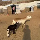 شاه سوكنيه ب بنتها