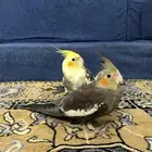 للبيع اثنين كروان ذكور