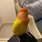 عصفور روز ضايع بحي البلديه الي يلقاه اتمنى يتواصل معي وله