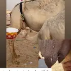 خلفه وضحاء
