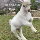 ماعز قزم بلجيكي بيور