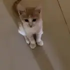 قط للتبني
