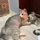 قطه شرازي لطيفه مع بنته