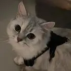 قطه شيرازيه