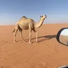 حقه شقحى
