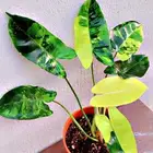 نباتات منوعه داخليه ونادره