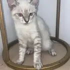 قطة