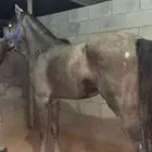 حصان شعبي