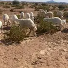 غنم حريه ولد ودفيع