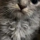 قطط شيرازي للبيع