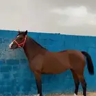 فرس شعبيه