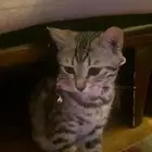 قطة بنغال انثى