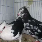 جوز قطيفي
