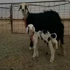 غنم للبيع