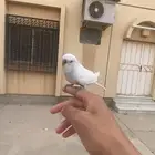 ذكر بادجي هدد خارجي