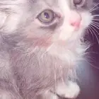 قطتين للتبني