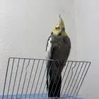 للبيع طيور