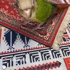 طير كنيور ضايع ابو اسلع