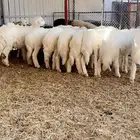 خرفان حري صافي للبيع العدد 9