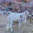 خروف فحل سواكني